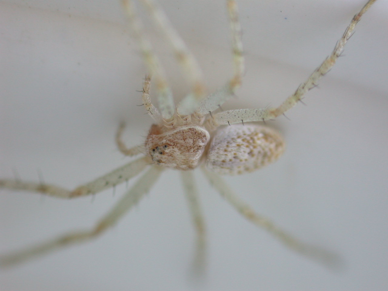 Philodromus sp.